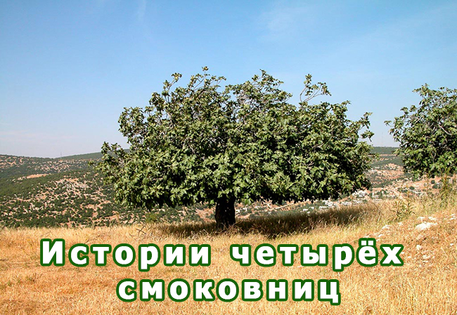 История четырех смоковниц
